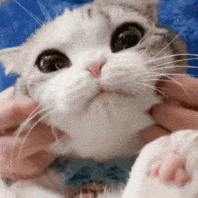 网红猫咪泡芙表情包二十二