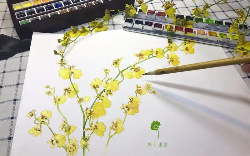 从零学会画水彩跳舞兰花卉篇vol12蒲之未落0基础水彩教学