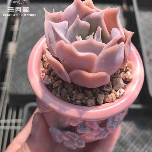 粉色多肉沙漠骆驼多肉植物新品种精选高端非常好看带盆栽好发货