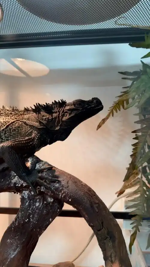 国内合法饲养的大型蜥蜴之一巨人安纹斑帆