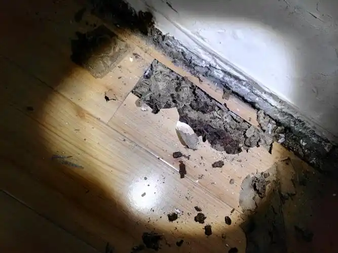 白蚁危害新装修的木地板