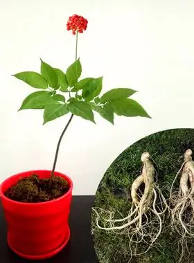 长白山人参苗人参活苗子带土幼苗人参盆栽秧苗人参种子籽种植野生