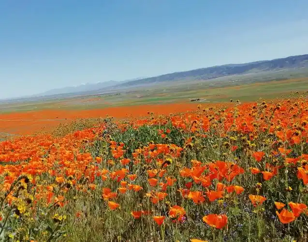 美国南加州罂粟花海poppyreserve作者一李步芬
