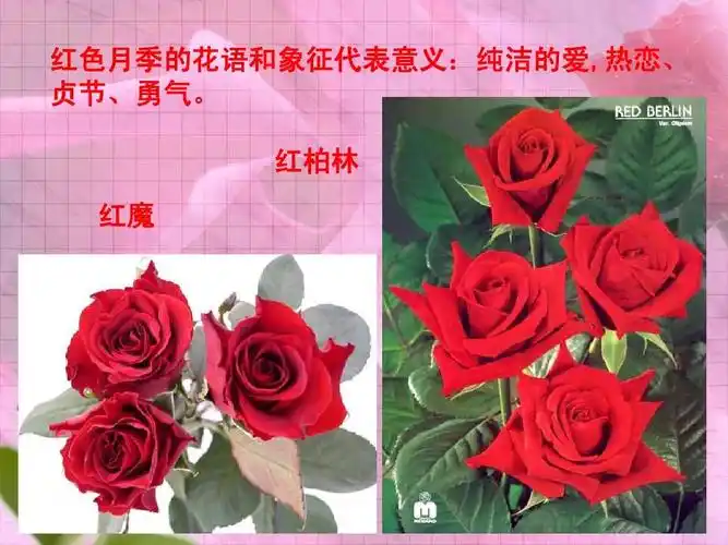 红色月季的花语和象征代表意义:纯洁的爱,热恋, 贞节,勇气.