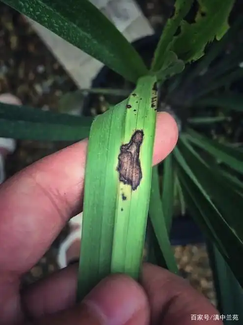 兰花炭疽病,注意这些事项,可防可控