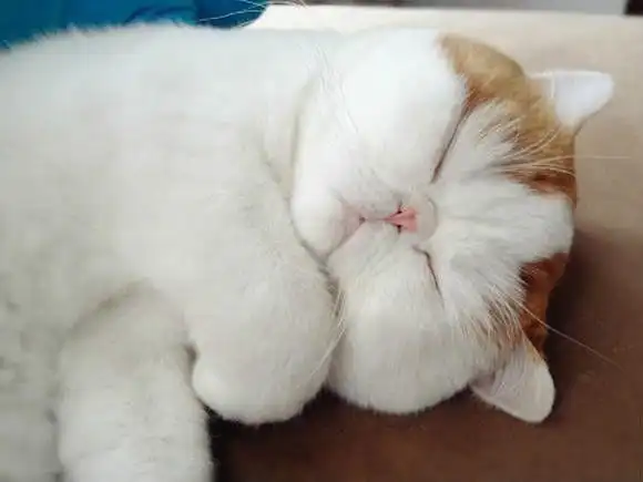 世界上最萌的小猫咪