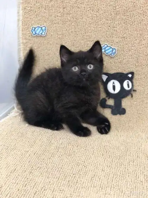 出售精品黑色英短本店支持分期付款可以不用一分钱猫咪带回家