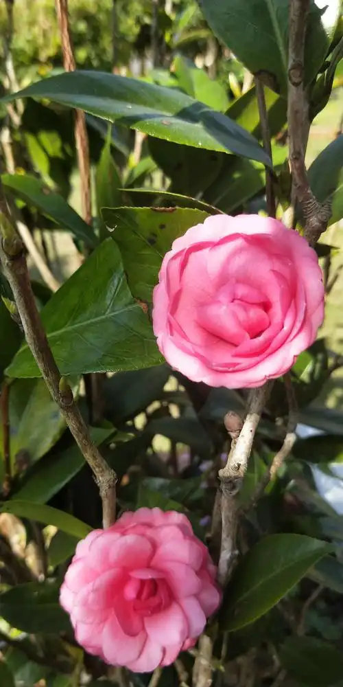 台湾行～(高雄)(好美的花)