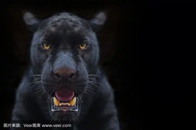 黑豹特写,背景是黑色