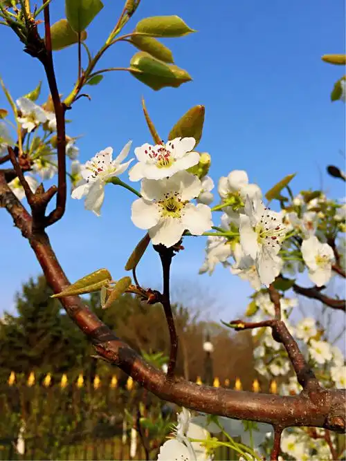 朔州梨花盛开