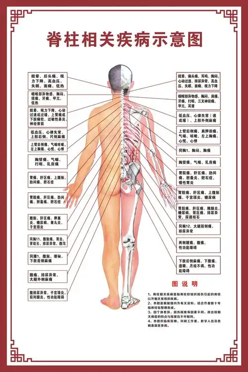 关于人体结构示意图的信息