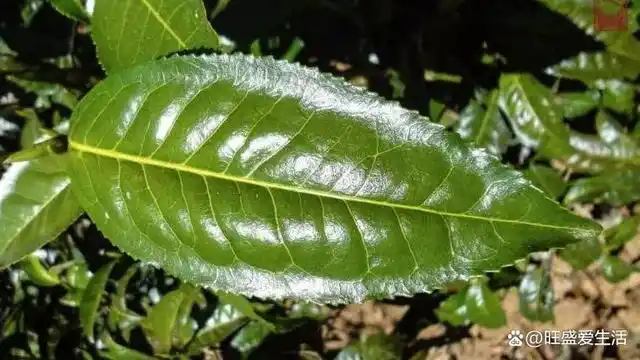 一分钟教会你,如何看茶树叶子识别茶树种类?它们是如何区分的?