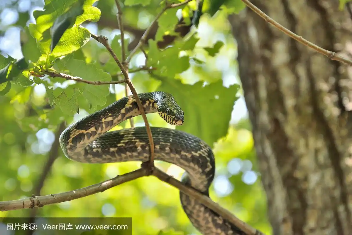 蛇在树上