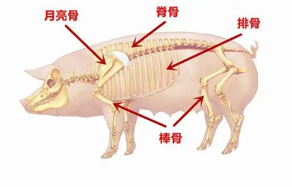 玉米,胡萝卜等),然而猪骨头那么多,有棒骨,脊骨,排骨,月亮骨