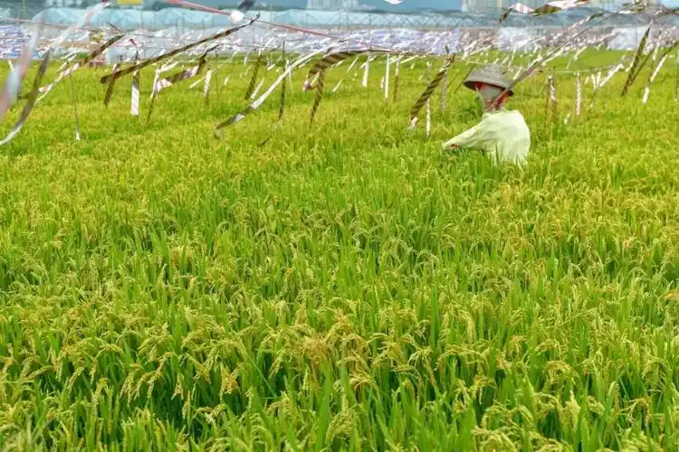 可上九天揽月可下五洋捉鳖这个省真了不起