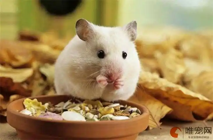 仓鼠喜欢吃什么最爱的食物有哪些