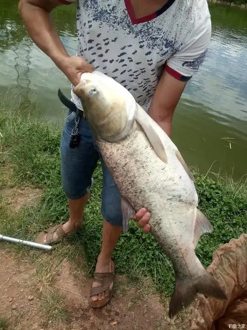 20斤大头鱼