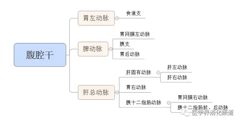 腹主动脉,出现于第12胸椎下缘-腰1椎体上缘,是腹主动脉不成对的分支