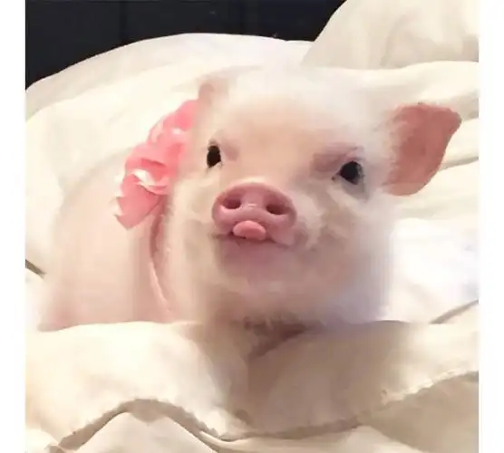 没想到有一天我会不想工作,只想回去养猪