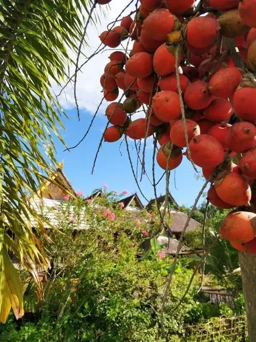 王棕也挂着像槟榔一样的果,橙红颜色已经熟了.