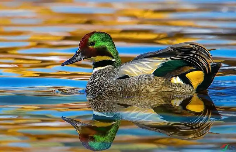 罗纹鸭倒影