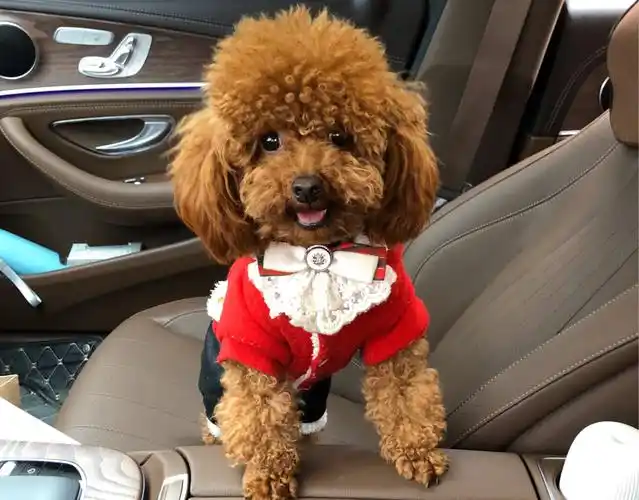 萌宠玩具体泰迪成年