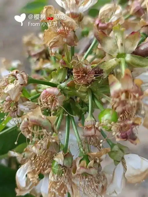 想记录一下大樱桃开花结果的过程