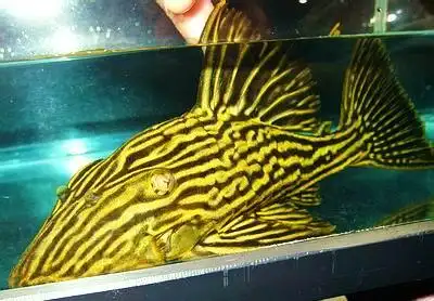 黄金雷神皇冠豹