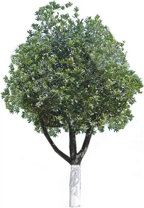 p>阔叶树:叶子宽阔的树.