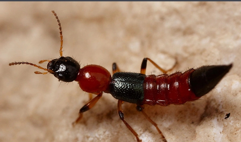 有没有毒?谢谢!