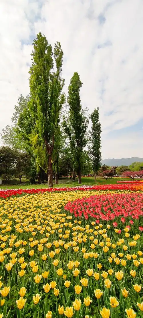 郁金香之一北京植物园2021年4月25日小米k30