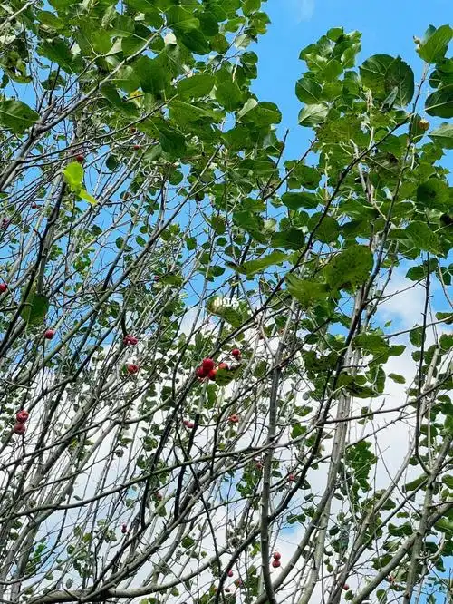 比冰糖葫芦里的山楂好吃多了~小朋友珍而重之地留