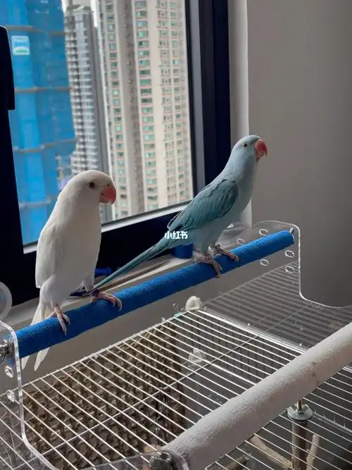 月轮鹦鹉一起转圈圈