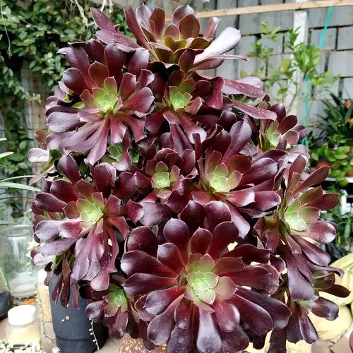 热销黑法师多肉_多肉黑法师新品种梅花迫迪,颜色状态好,植株大根系壮