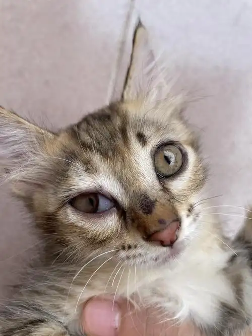 【求助】小猫眼睑内翻