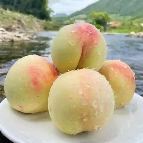 我们大浙江其实也很骄傲夏天就爱盼着各路 水蜜桃 上市因为宁波奉化