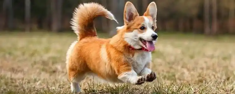 柯基不断尾巴行不行