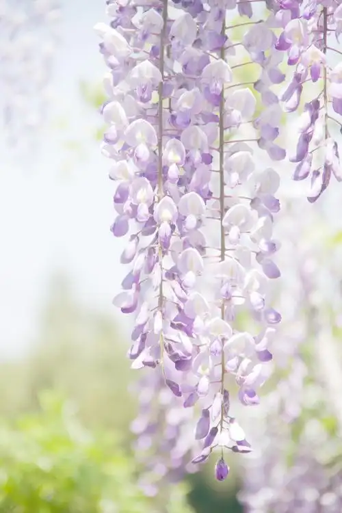 紫气东来,芳香四溢