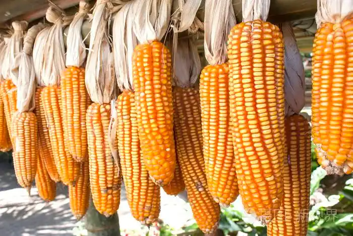 干的玉米棒子挂在横梁上