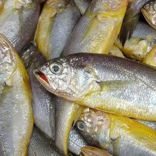 供应花鱼 60-80g(带冰衣)