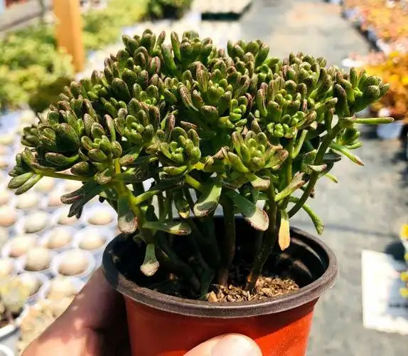 小人祭(景天科莲花掌属植物)_石塘网