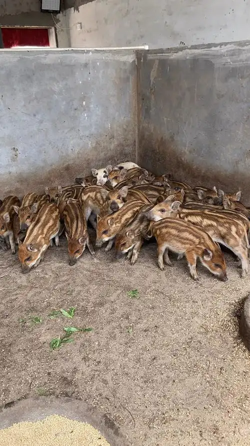 湖南哪里有养野猪基地野猪苗价格-度小视