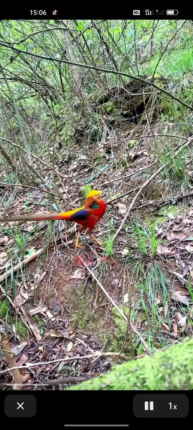 金鸡野鸡竹鸡的生活规律和习性 ,爱鸟护鸟 ,难得一见 . - 抖音