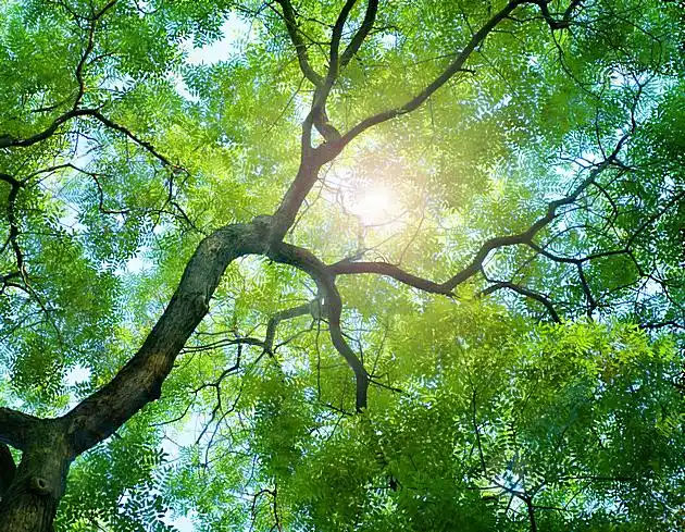 美丽绿色大树景色高清图片下载