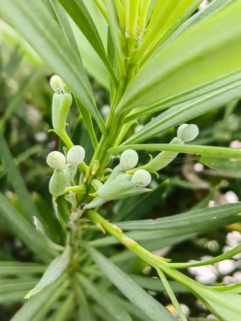 可可爱爱的罗汉松果子,又可以吃吃吃 今年发现好多罗汉松都结果了