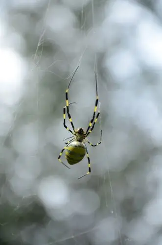 蜘蛛 写生 抓拍