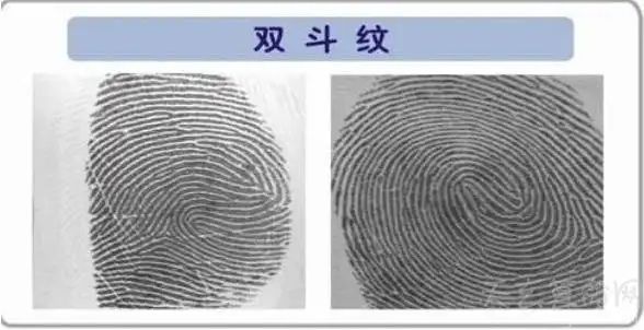 手指看相双斗纹是斗还是簸箕双斗纹是斗纹不是箕纹