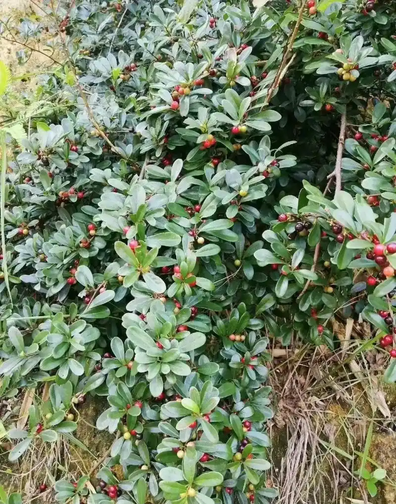 山上的野果红彤彤的看着好诱人啊,就是不知道能不能吃?