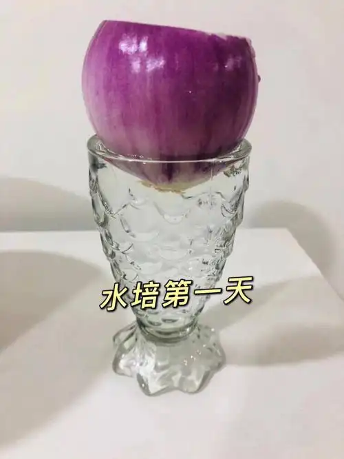 第一次水培洋葱