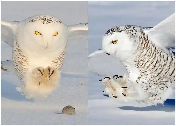 加拿大魁北克省冷酷杀手雪鸮捕猎瞬间